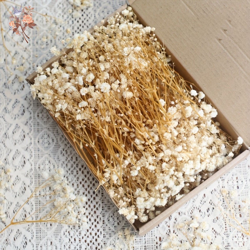 100pcs Mini Dried Baby's Breat - Embellish Craft ulasan dan harga